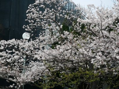 星陵の桜